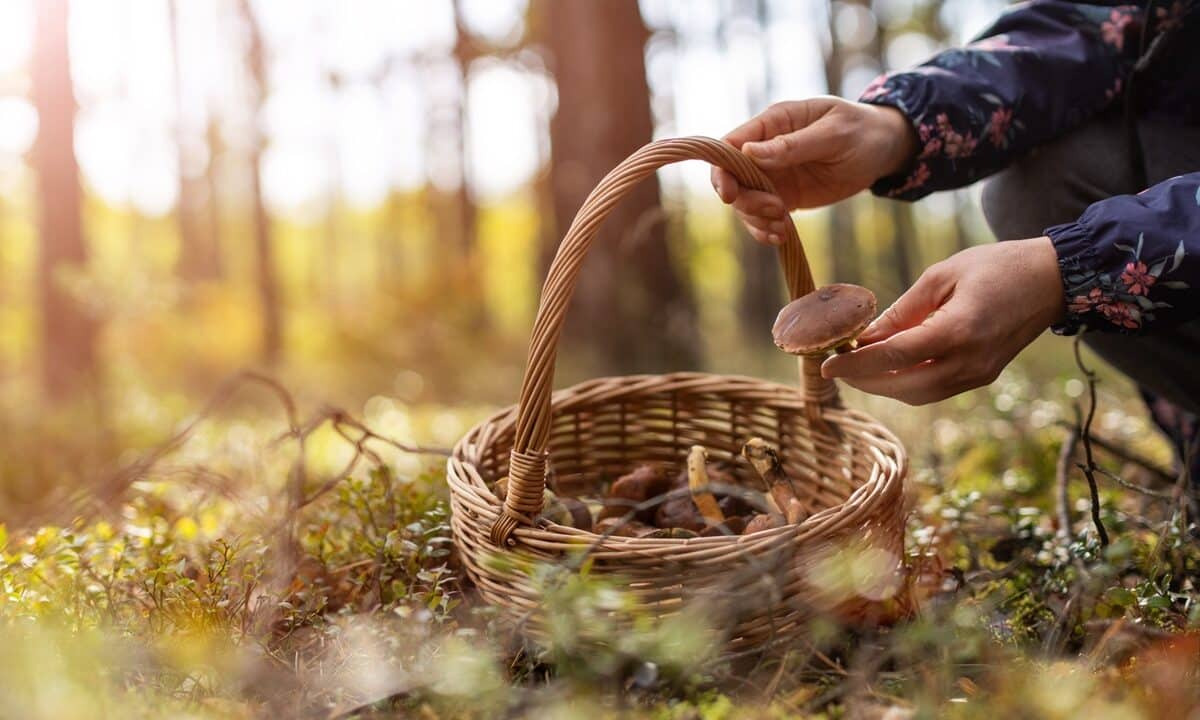 Foraging in Sitges: Where to Find Nature's Gourmet Treasures