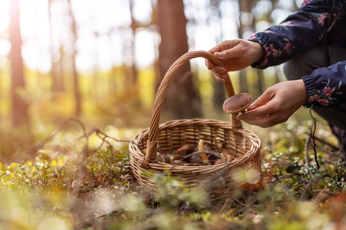 Foraging in Sitges: Where to Find Nature's Gourmet Treasures