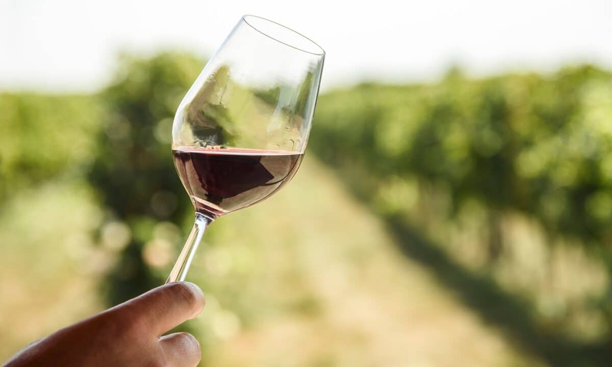 Savour the Flavour: The Best Penedes Wine Tasting Tours