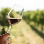 Savour the Flavour: The Best Penedes Wine Tasting Tours