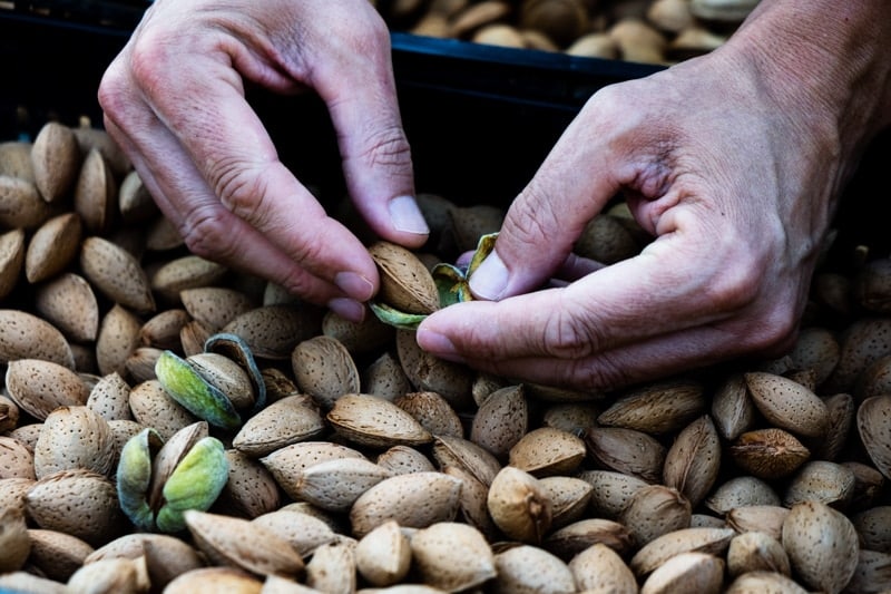 closeup of a young caucasian man removing the outer hull of a pile of almonds freshly collected during the harvesting in an almond orchard in Catalonia, Spain