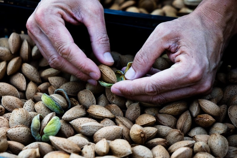 Cosas que hacer: recolectar almendras en Sitges